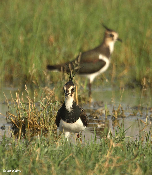  Northern Lapwing Vanellus vanellus ,Beit Shean valley ,Israel 28-10-10 Lior Kislev